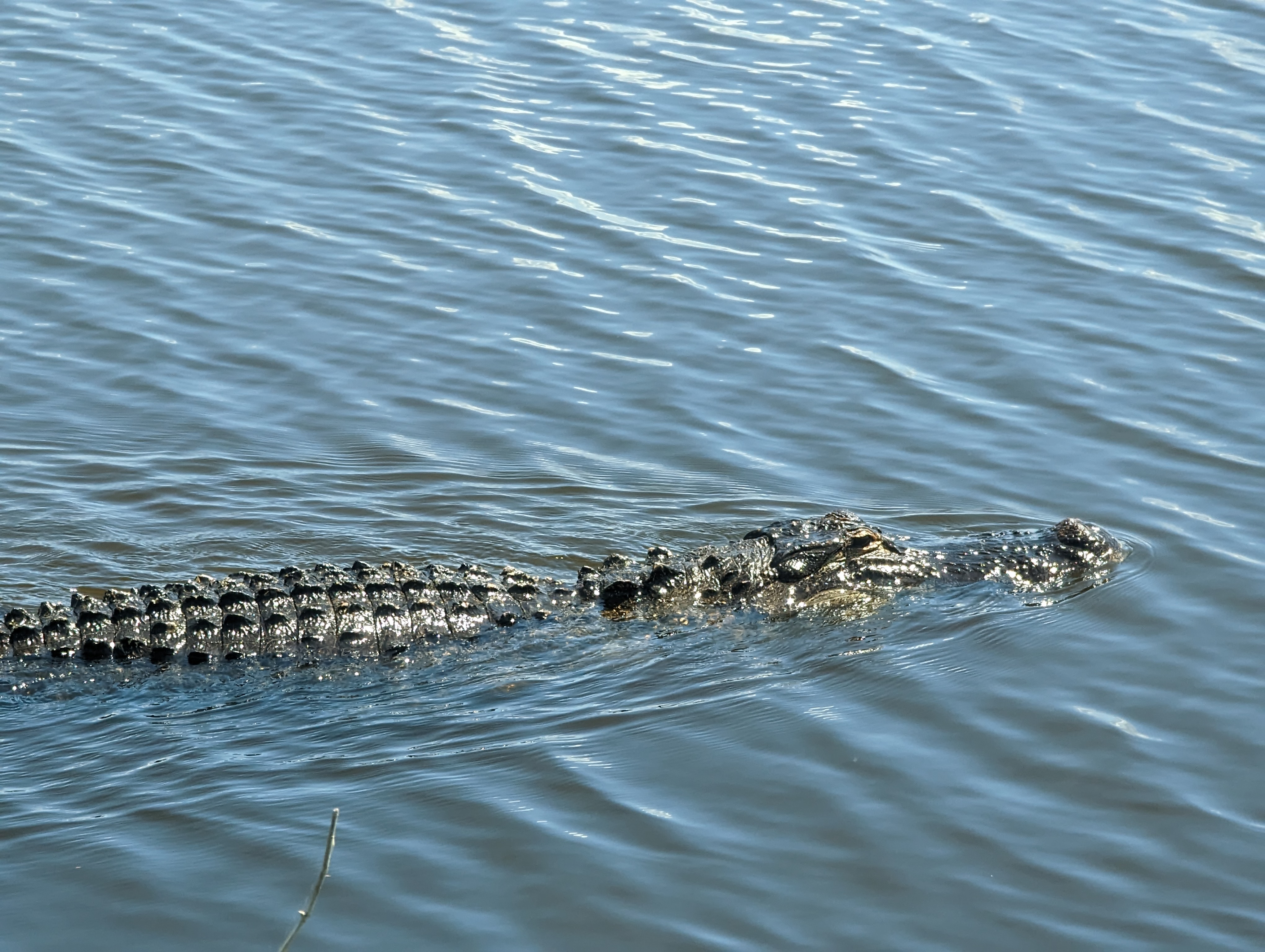 Lake Apopka Wildlife Drive